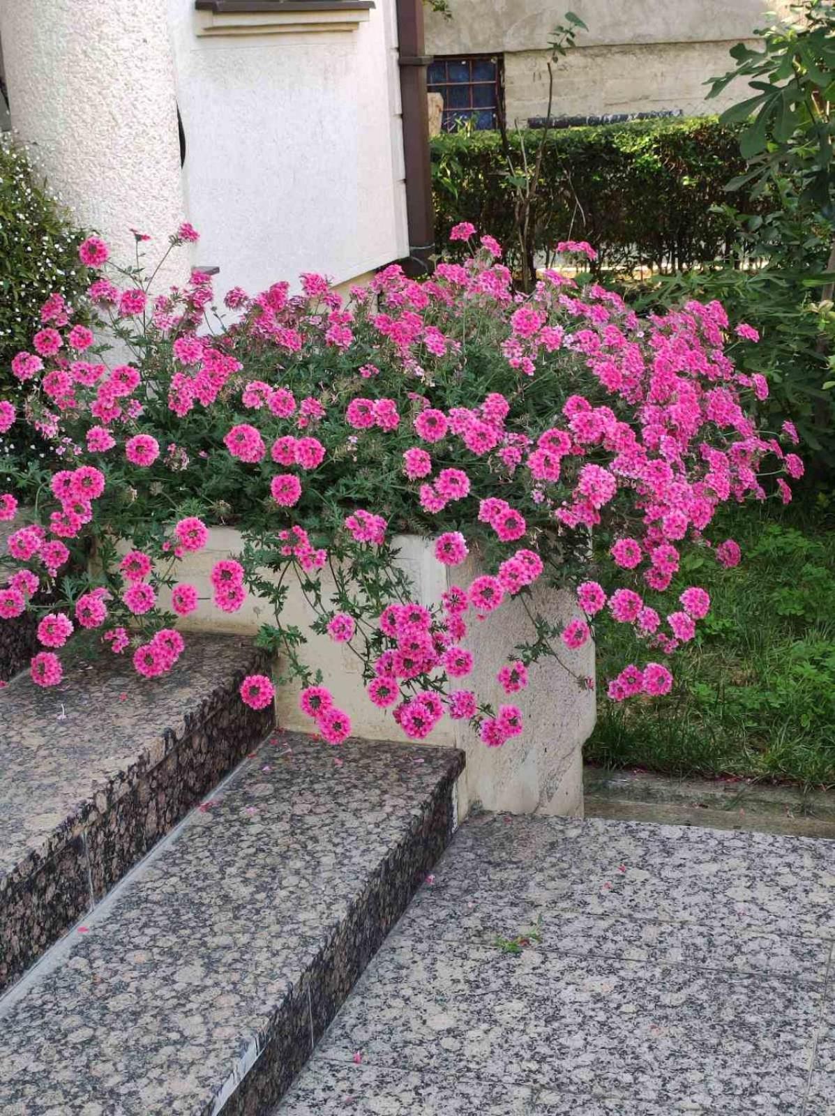 Vila Sentic Vranje Exterior photo